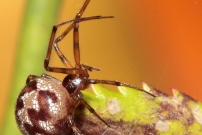La malmignatte des maisons (Araneae - Theridiidae - Steatoda triangulosa)